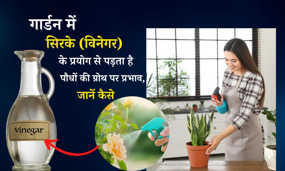 गार्डन में सिरके (विनेगर) के प्रयोग से पड़ता है पौधों की ग्रोथ पर