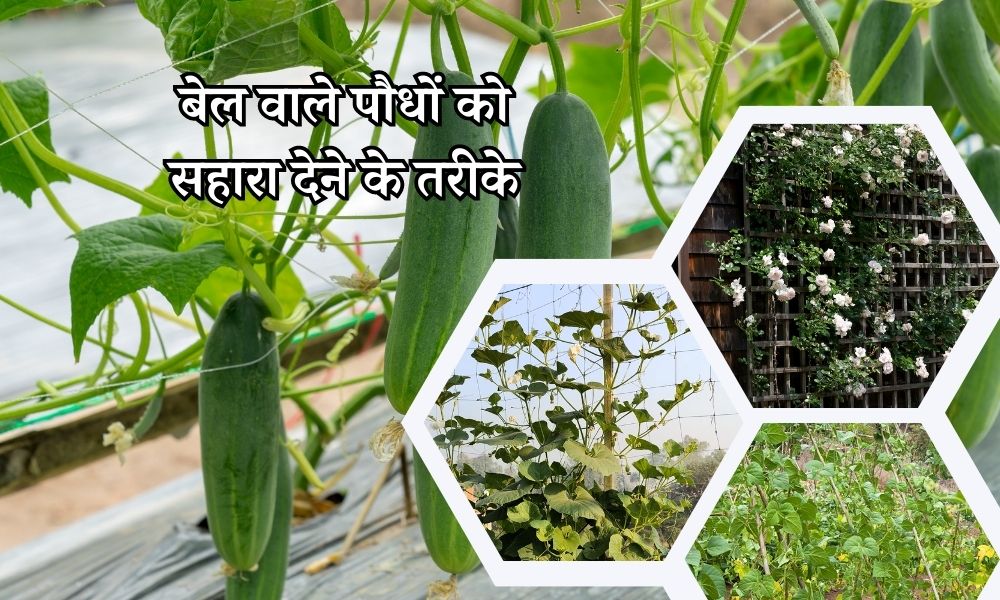 बेल वाले पौधों को बढ़ने के लिए सहारा देने के तरीके Types Of Climbers