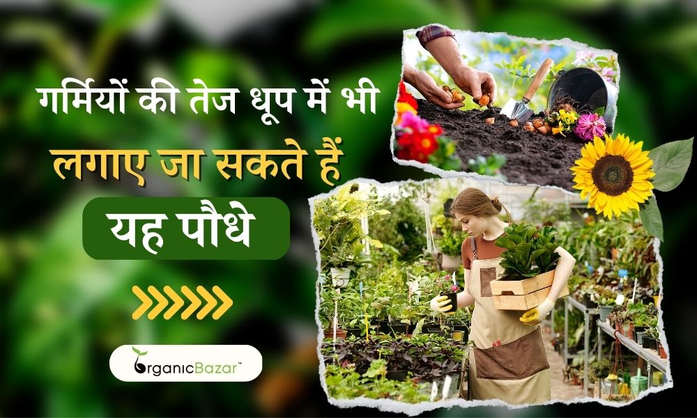 गर्मियों की तेज धूप में भी लगाए जा सकते हैं यह पौधे - Summer Season