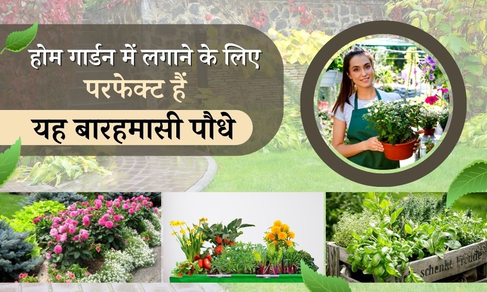 होम गार्डन में लगाने के लिए परफेक्ट हैं यह बारहमासी पौधे - Best