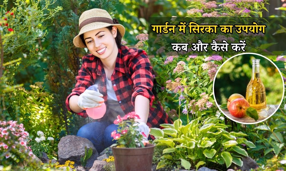 गार्डनिंग में सिरका का उपयोग कब और कैसे करते हैं, जानें पूरी जानकारी When And How To Use