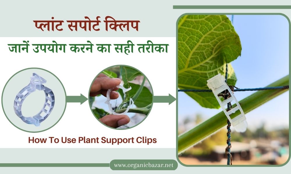 प्लांट सपोर्ट क्लिप का उपयोग कैसे करते हैं, जानें सही तरीका How To Use Plant Support Clips In