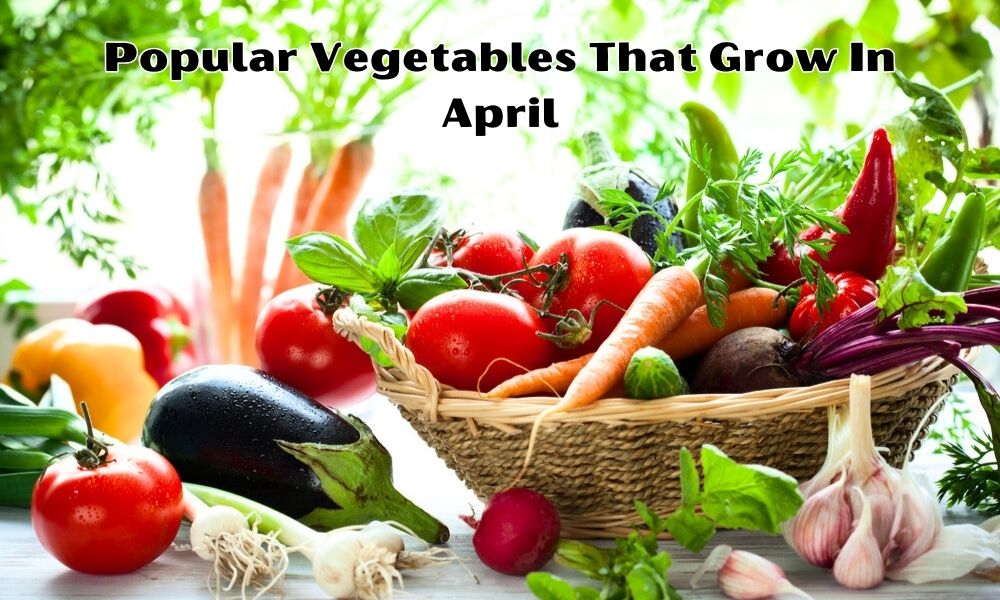 Harvest Fresh, Healthy Veggies Top April Vegetables to Grow in Indian