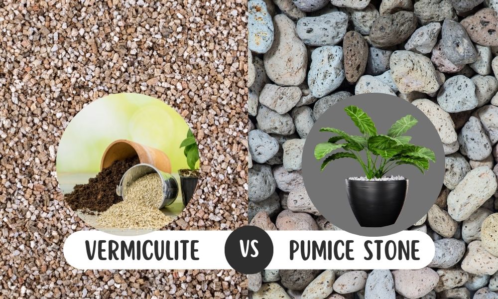 प्यूमिक और वर्मीकुलाइट में अंतर क्या है, होम गार्डन में किसका करें