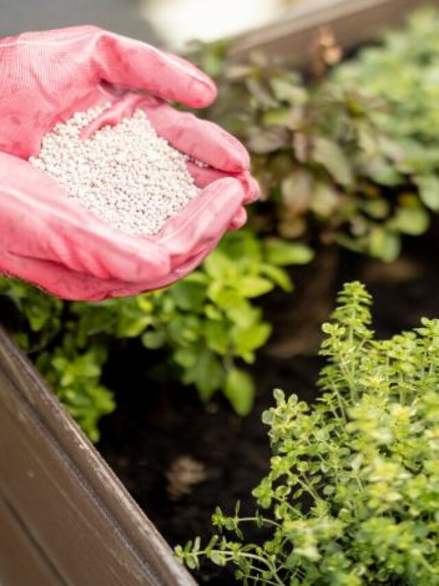 Choosing the Right Organic Fertilizer for Your Leafy Greens!