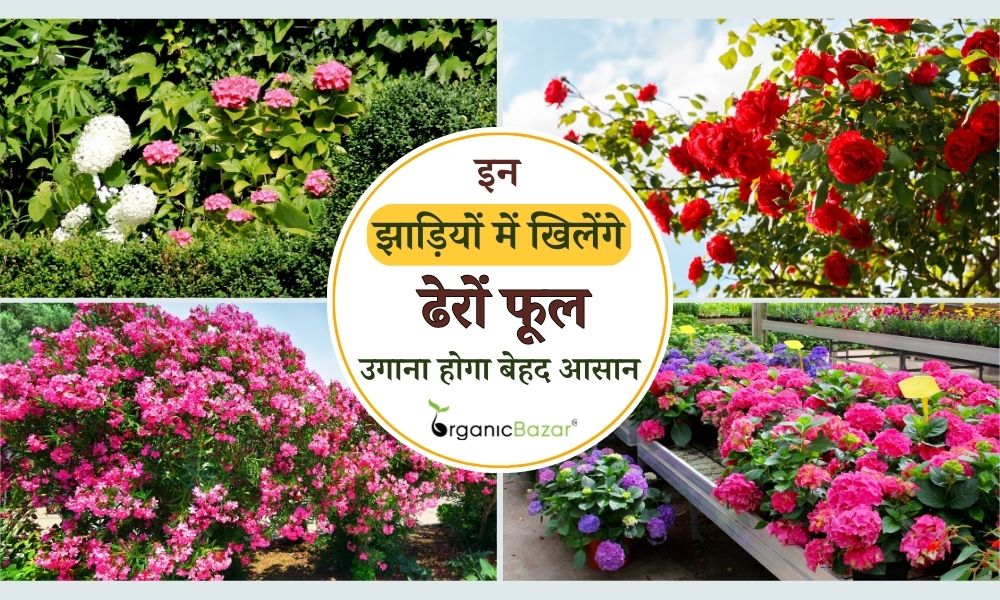 इन झाड़ियों में खिलेंगे ढेरों फूल, उगाना है बेहद आसान Flowering