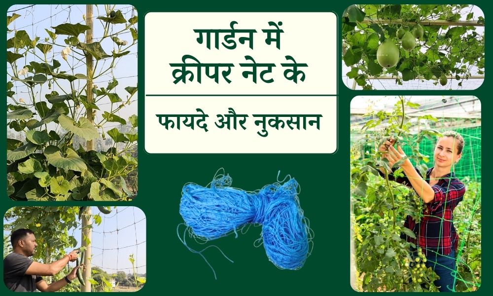 क्रीपर नेट खरीदने से पहले जान लें इसके फायदे और नुकसान Pros And Cons