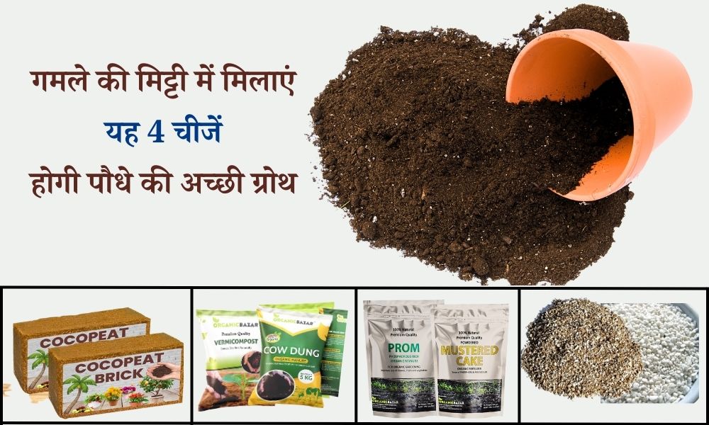 जानें गमले की मिट्टी में क्या मिलाएं, जिससे पौधे की हो अच्छी ग्रोथ