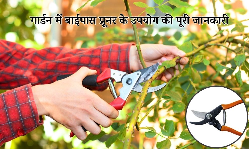 गार्डन में बाईपास प्रूनर का उपयोग कैसे करें, जानें टिप्स How To Use