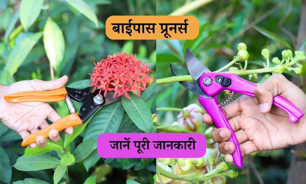 बाईपास प्रूनर्स क्या है, जानें इसके फायदे और उपयोग What Is Bypass