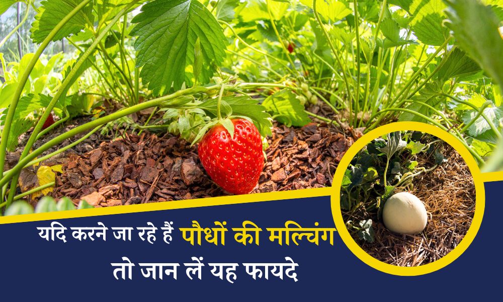 यदि करने जा रहे हैं पौधों की मल्चिंग, तो जान लें यह फायदे Why