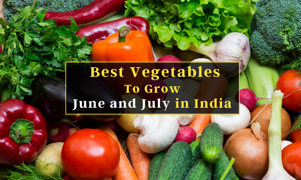 seasonal-success-thriving-vegetables-for-june-and-july-in-india