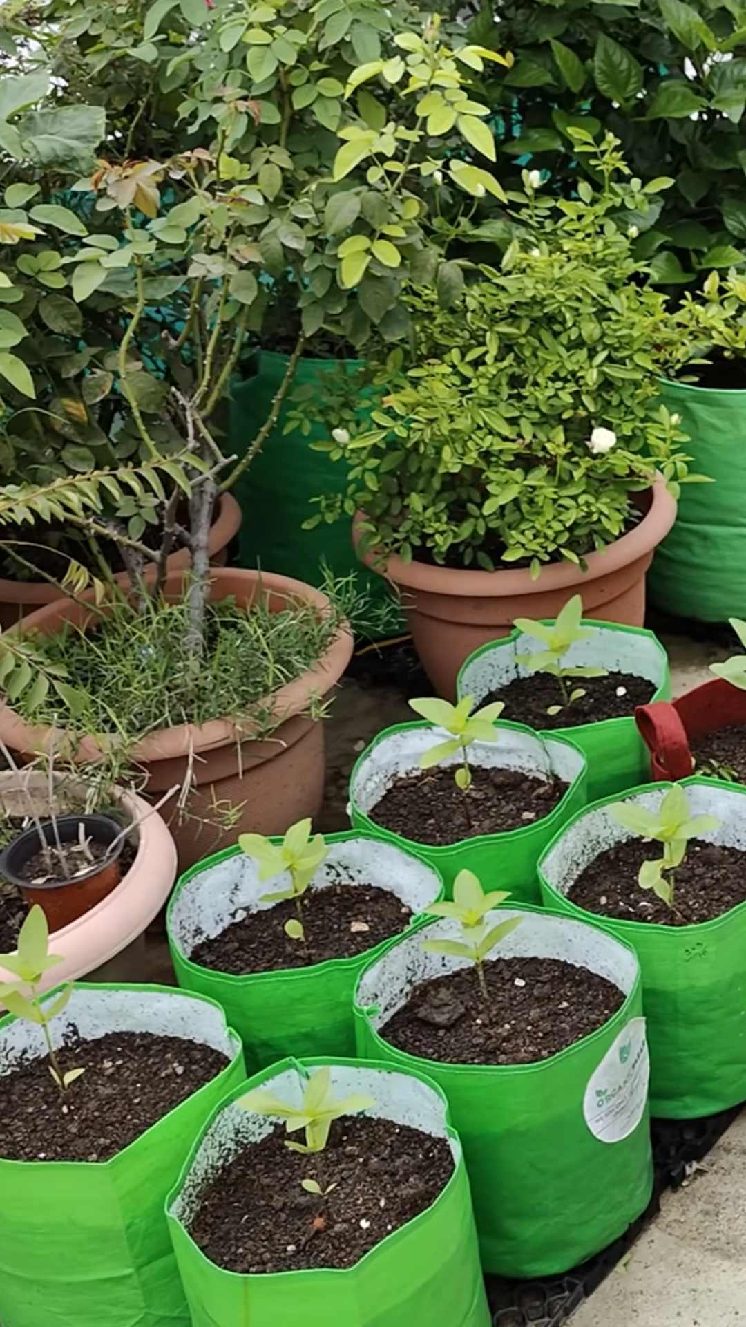 Right Grow Bag Size and Plant Quantity for Better Growth - Organicbazar Blog