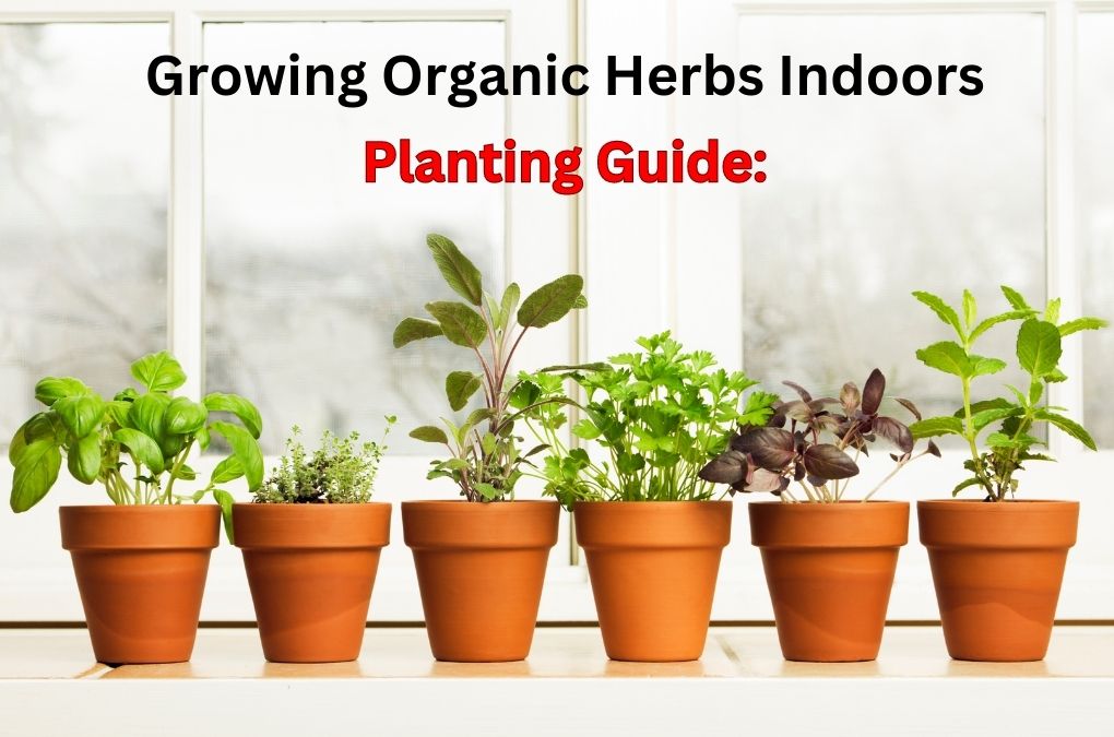 Organic Herb Indoor Ultimate Guide to Growing Herbs at Home