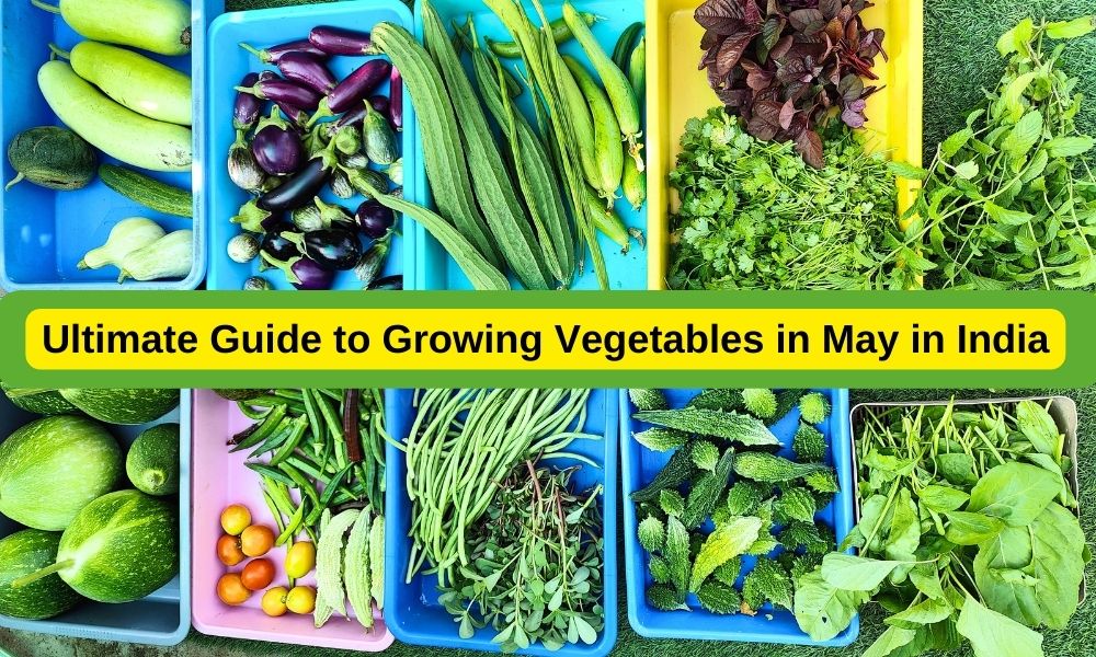 The Ultimate Guide to Growing Vegetables in May in India