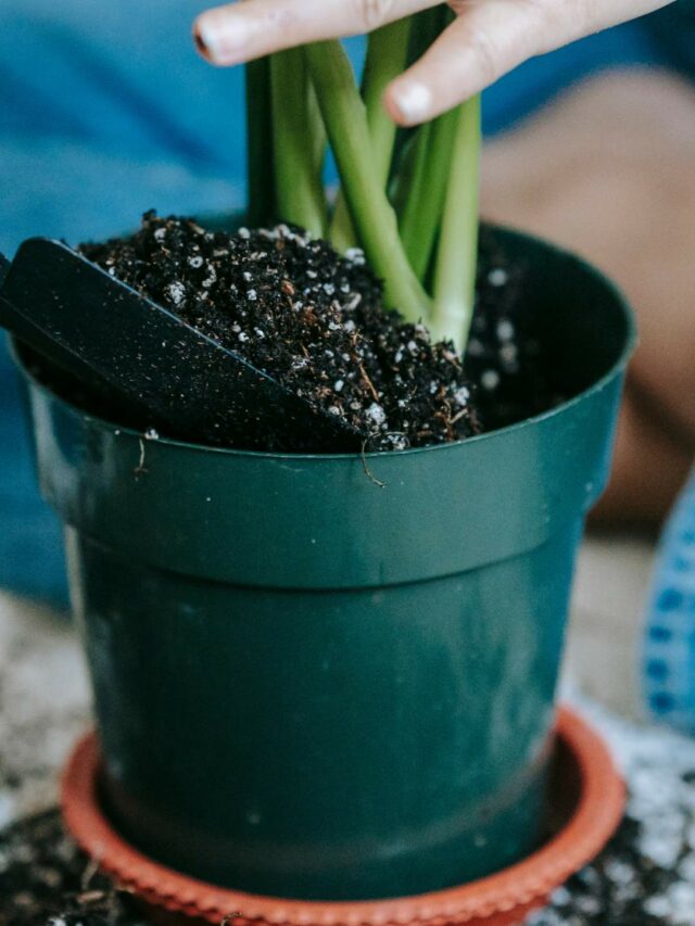 Hot Weather Fertilizer Tips for Fabulous Summer Gardens!