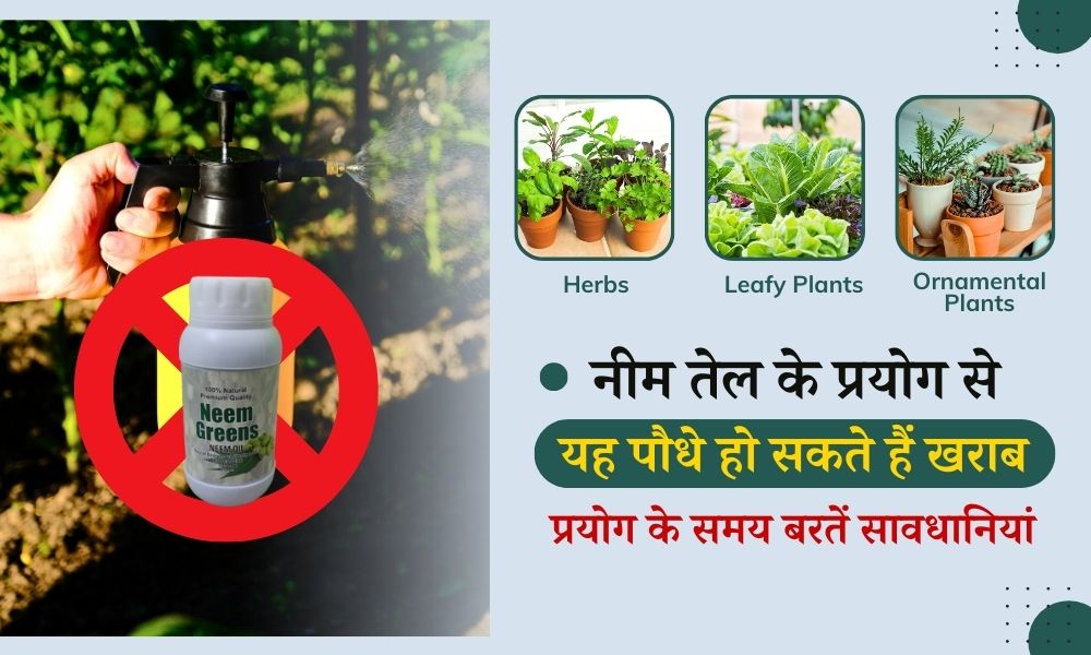 इन पौधों को नुकसान पहुंचा सकता है नीम तेल, प्रयोग के समय बरतें सावधानी