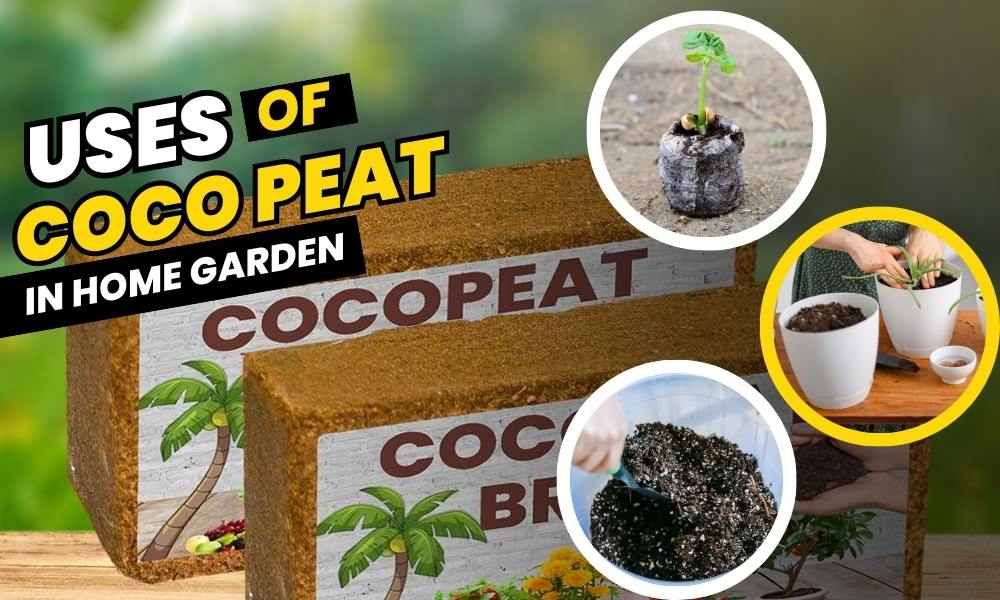 How to Use Coco Peat in Your Home Garden A Comprehensive Guide