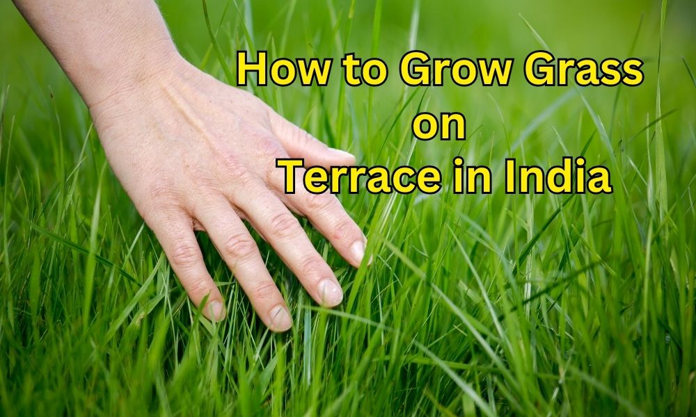 How to Grow Grass on Terrace in India - Organicbazar Blog