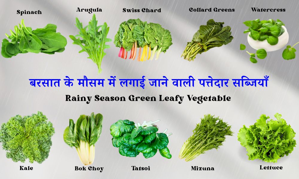 बरसात के मौसम में लगाई जाने वाली पत्तेदार सब्जियाँ Leafy Vegetables