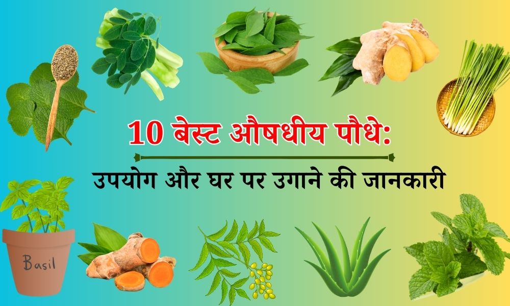 होम गार्डन के लिए 10 बेस्ट औषधीय पौधे जानें उपयोग और उगाने की जानकारी