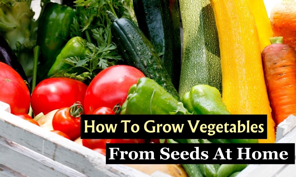 How to Grow Vegetables Easily From Seeds At Home Organicbazar Blog