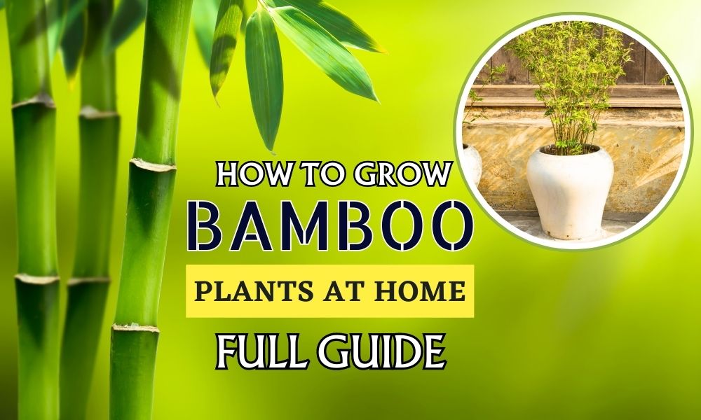 How To Grow Bamboo Plants From Seeds in Grow Bags