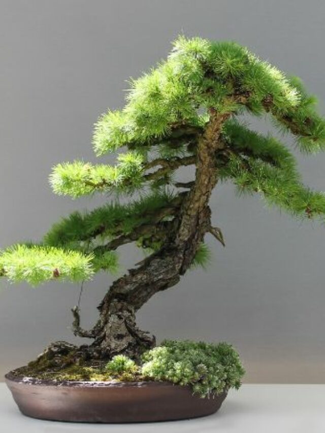 घर पर तैयार करें बोनसाई पेड़ इन 7 स्टेप्स से How To Grow A Bonsai
