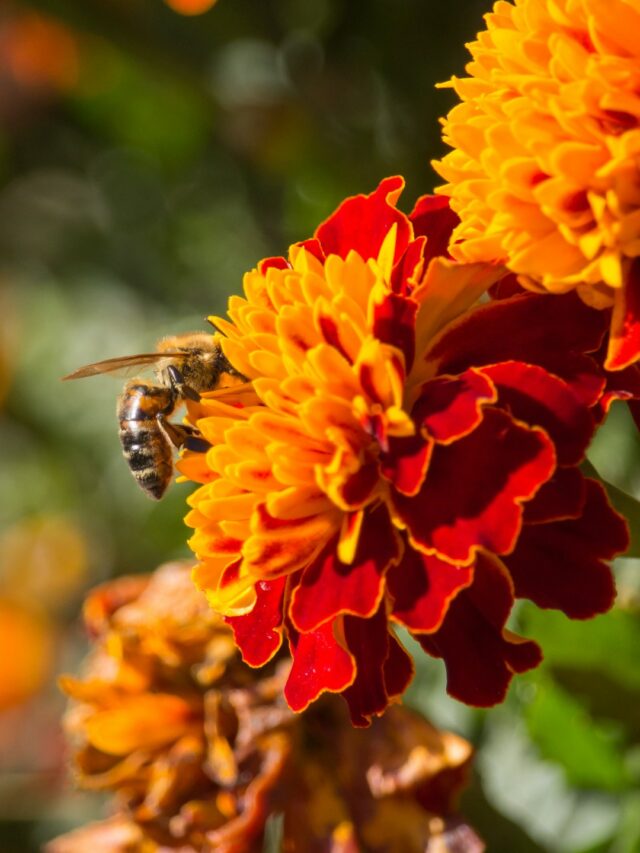 10 Beautiful Flowers That Attract Bees To Your Home Garden! Organicbazar Blog