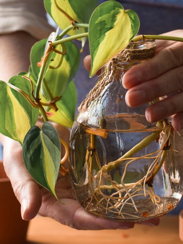 इन इंडोर प्लांट को नहीं होती बढ़ने के लिए मिट्टी और धूप की जरूरत