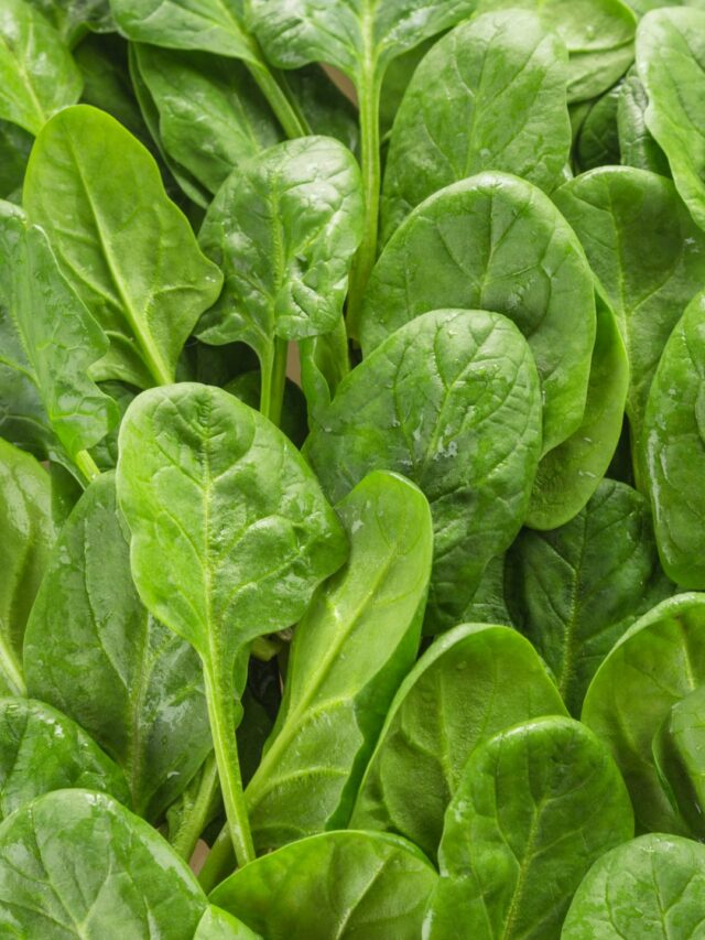 Top Leafy Vegetables That Grow Best In The Rainy Season! - Organicbazar ...