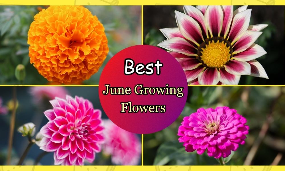 Beautiful Flowers That Grow In June To Brighten Your Garden ...