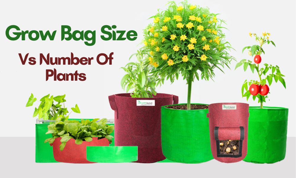 https://blog.organicbazar.net/wp-content/uploads/2023/06/grow-bags-9.jpg