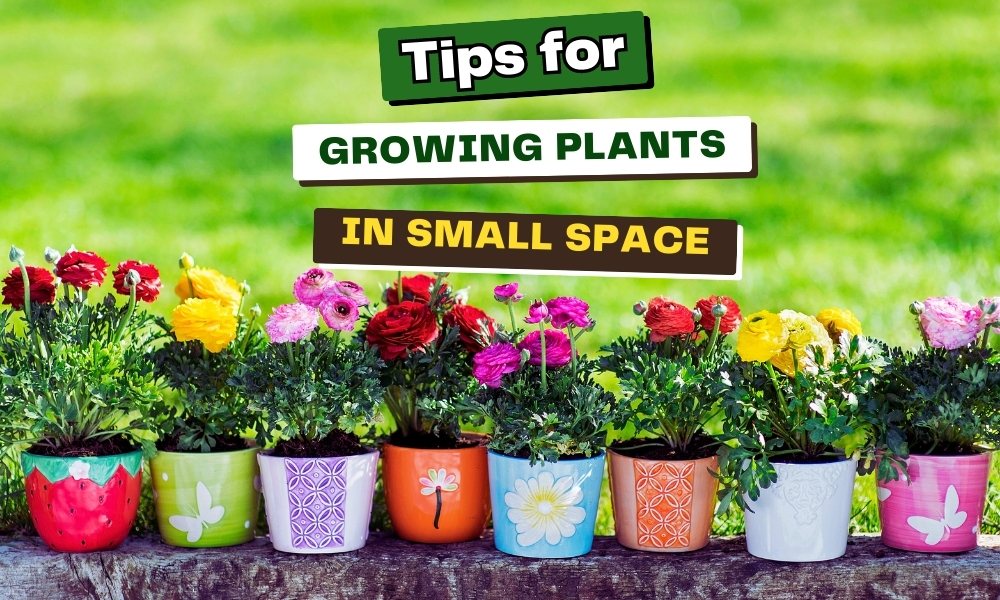 Tips for Growing Plants in Small Spaces: Maximizing Greenery in Limited ...