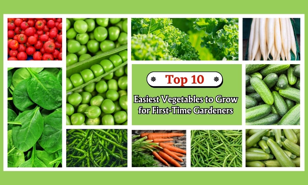 Top 10 Easiest Vegetables To Grow For FirstTime Gardeners