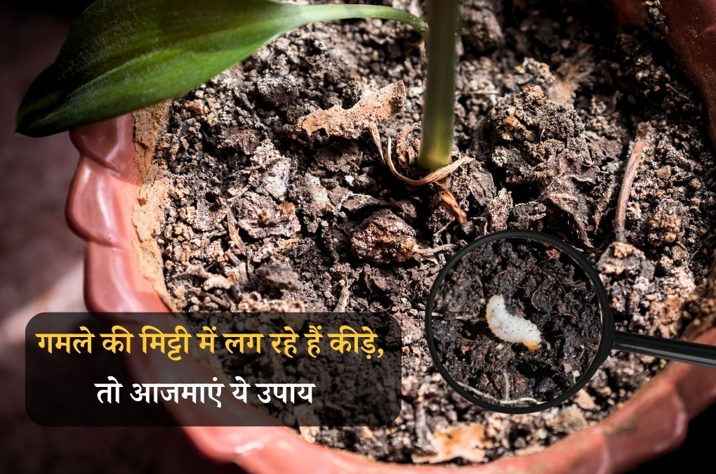 How To Get Rid Of Bugs In Soil