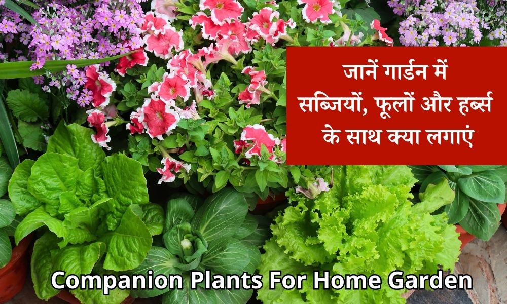 जानिए क्या लगा सकते हैं गार्डन की सब्जियों, फूलों और हर्ब्स के साथ
