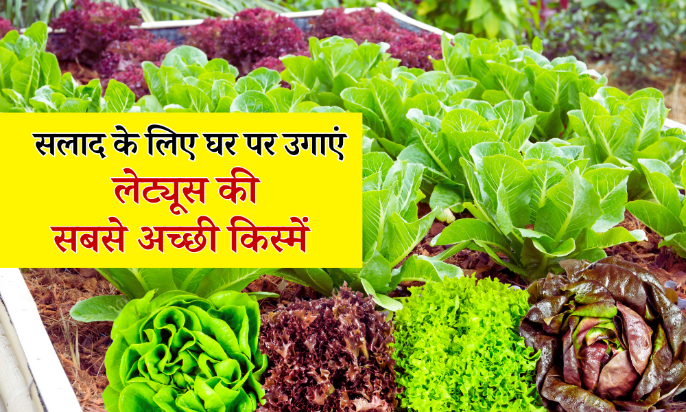 सलाद के लिए घर पर उगाएं लेट्यूस की यह सबसे अच्छी किस्में Lettuce