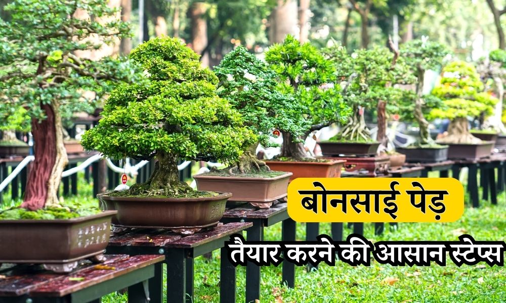 घर पर बोनसाई पेड़ कैसे उगाएं, जानें बोनसाई तैयार करने की आसान स्टेप्स