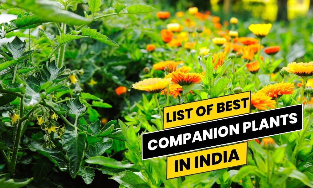 List Of Best Companion Plants In India A Natural Harmony For Your