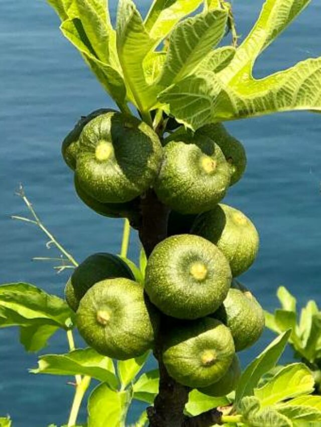 गमले में टेस्टी और डिलीशियस फ्रूट अंजीर उगाने का आसान तरीका How to