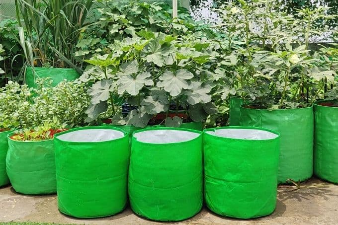 Best Grow Bags for Leafy Vegetables: A Simple and Efficient Gardening  Solution - Organicbazar Blog