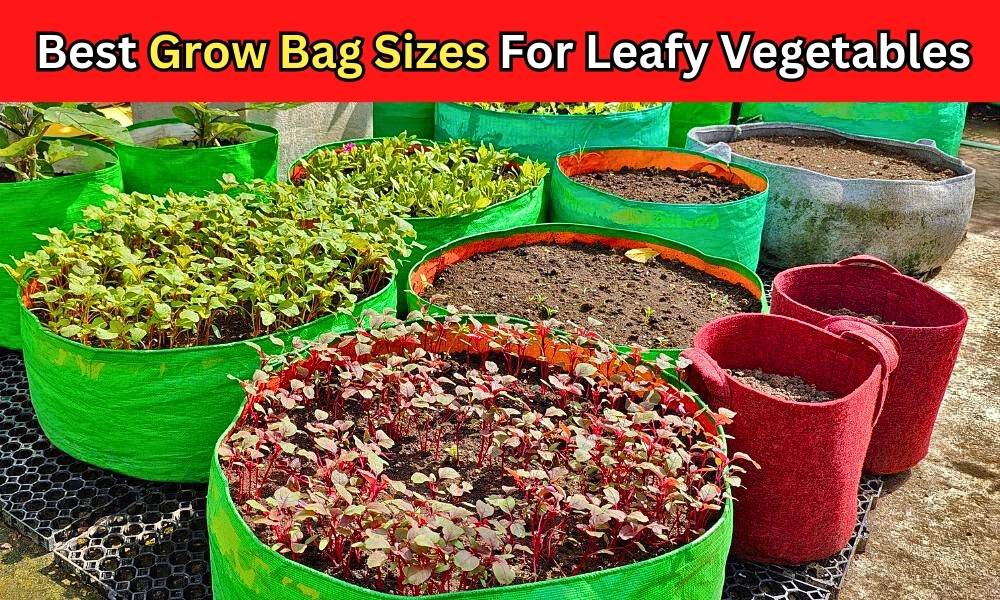 https://blog.organicbazar.net/wp-content/uploads/2023/07/grow-bags-vegetable-1.jpg