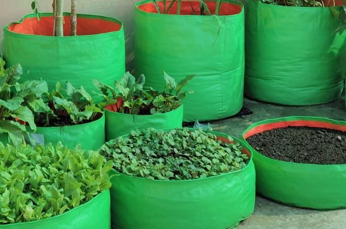 The Best Vegetables to Grow in Grow Bags: Easy and Productive Options –  UrbanMali