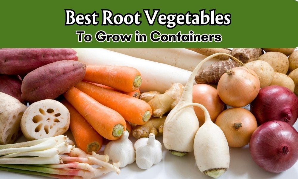 Best Root Vegetables to Grow in Pots Simple and Easy Guide