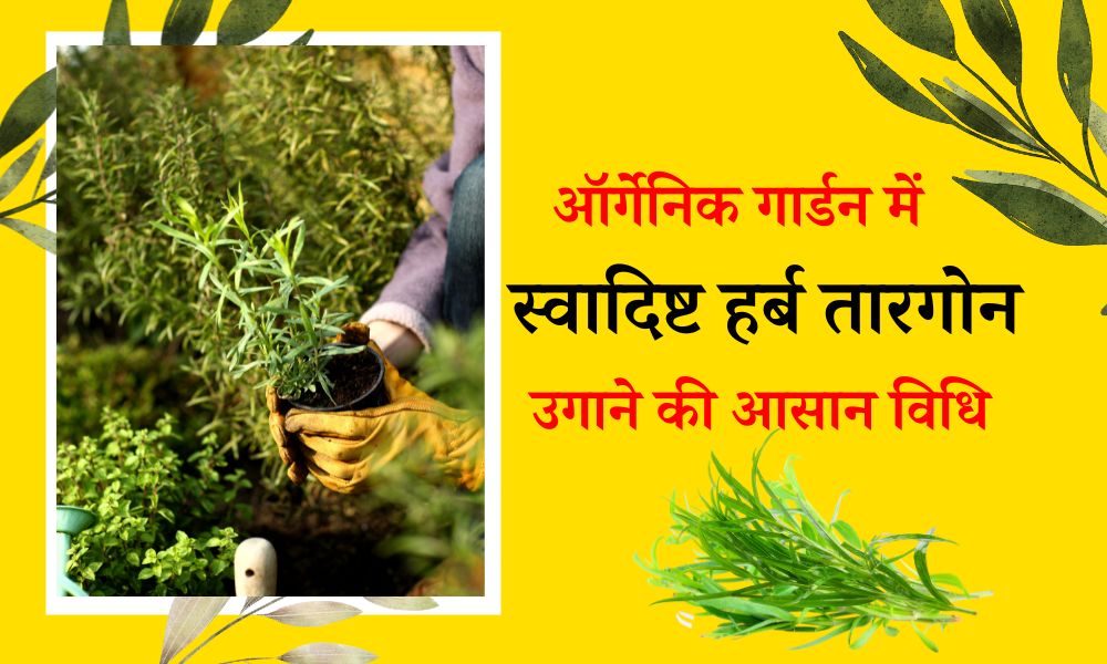 अपने ऑर्गेनिक गार्डन में स्वादिष्ट हर्ब तारगोन कैसे उगाएं How To Grow