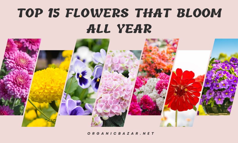 Top 15 All Year Round Blooming Flowers In India Organicbazar Blog