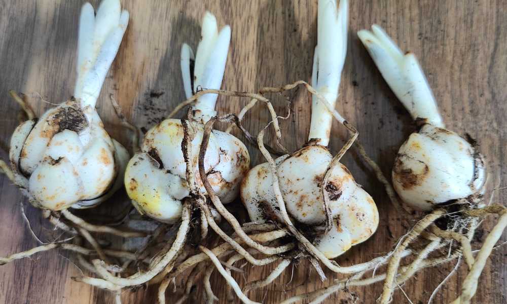 How to Grow Asiatic Lilies A Simple Guide for Indian Gardeners