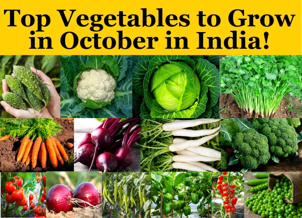 Grow These Vegetables in October In India and Your Garden Will Thank You!