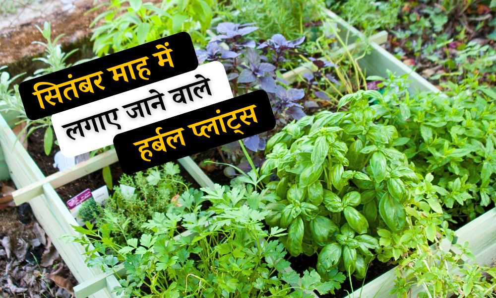 सितंबर माह में लगाए जाने वाले हर्बल प्लांट्स Great Herbs to Plant in